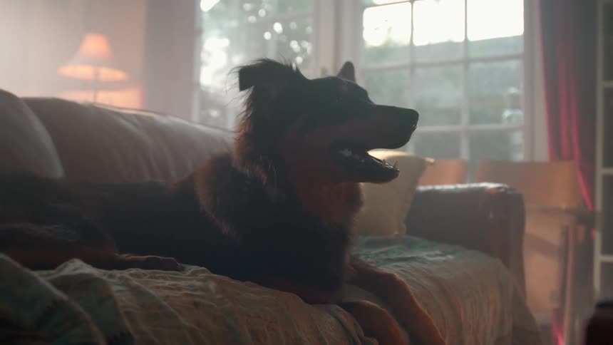 The dog yawns on the couch