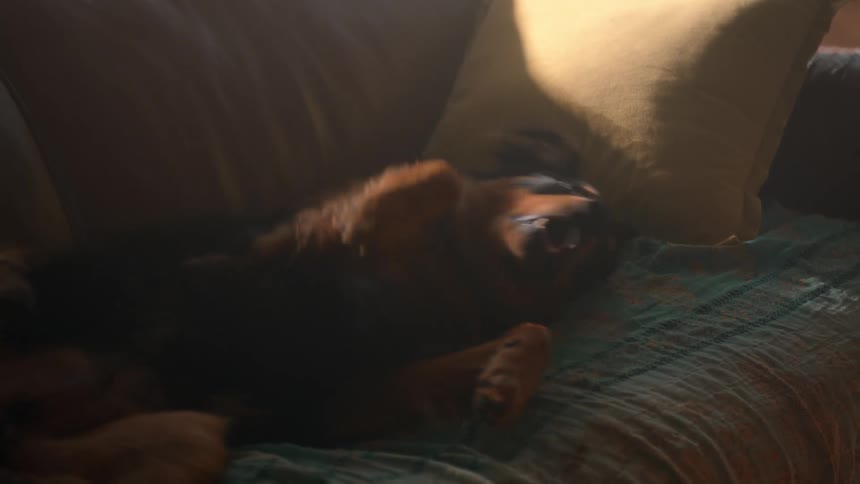 A dog lies belly up on a couch with its legs raised and head resting on a pillow bathed in soft ambient light