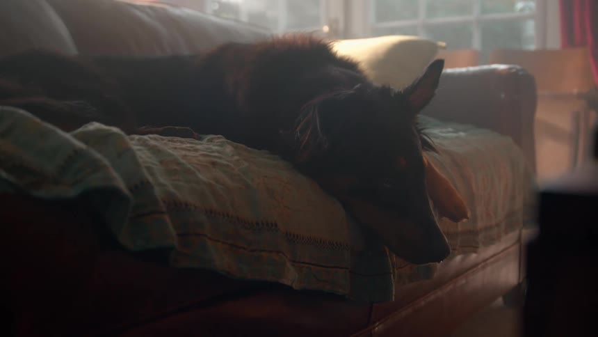 The dog is resting on the couch