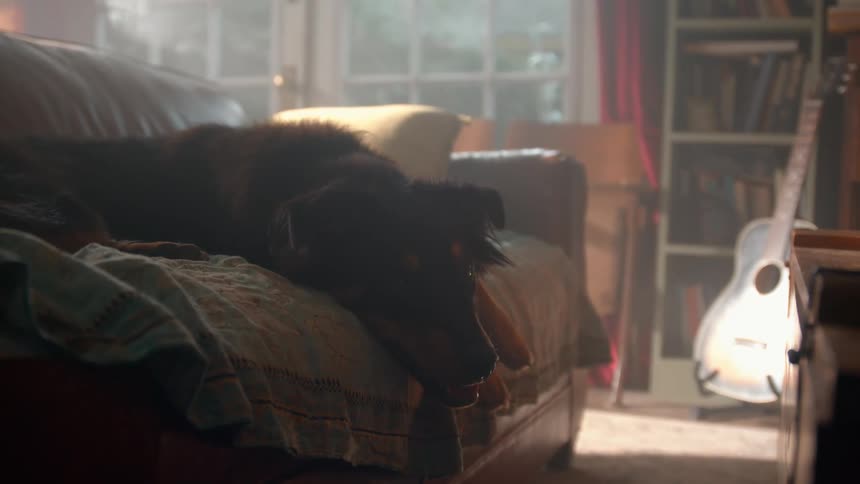 The dog is panting on the couch