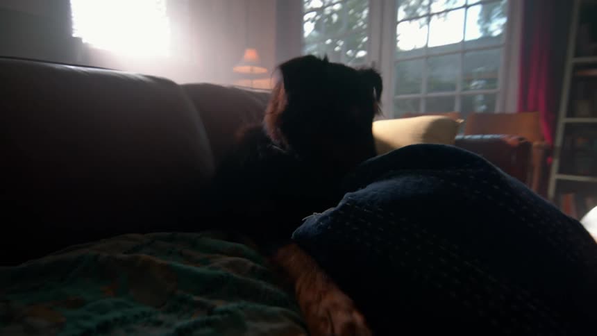 Dog playing with a pillow while on a sofa