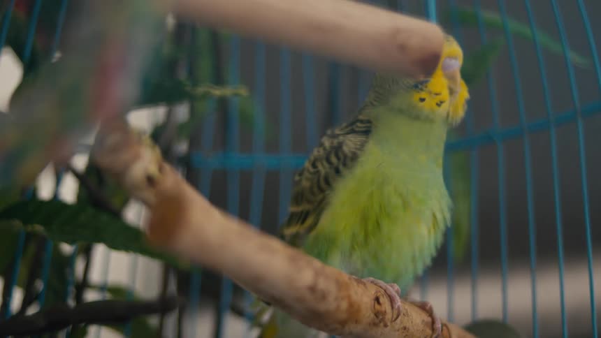 The small bird jumps around the cage