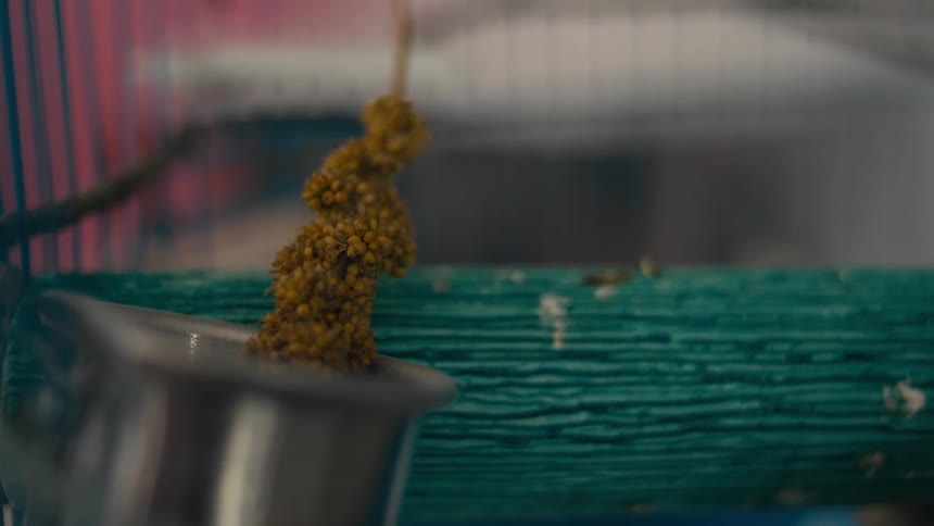 A closeup shows birdseed hanging in a cage with a rough wooden perch and a metal food dish