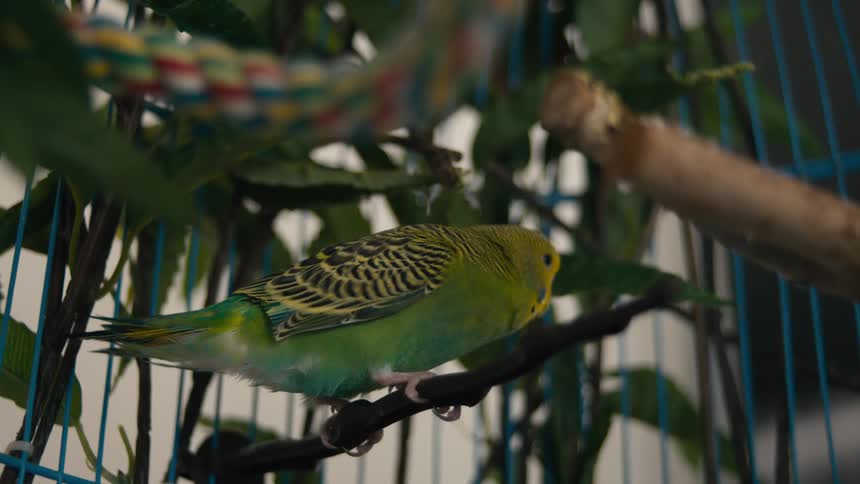 A parakeet with green yellow and black feathers perches on a branch inside a blue wire cage surrounded by green leaves