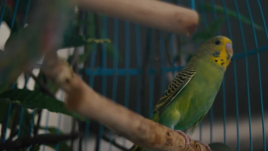 A parrot is inside a cage perched on a wooden bar turning left and right