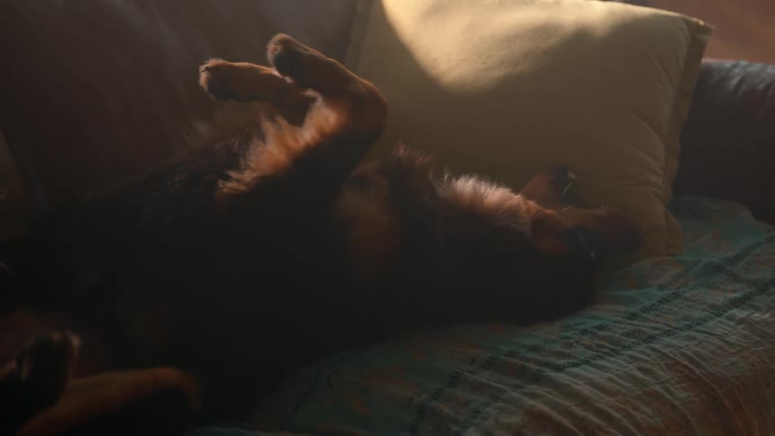A dog lays on a couch