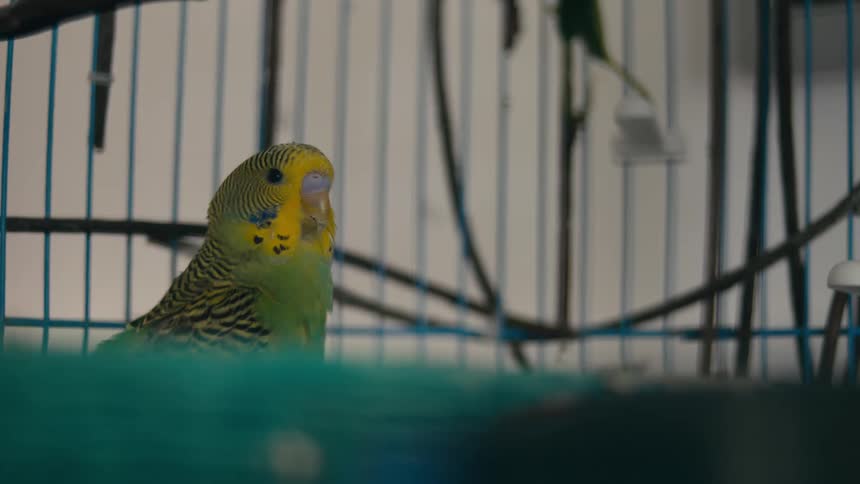 A bird sits in a cage