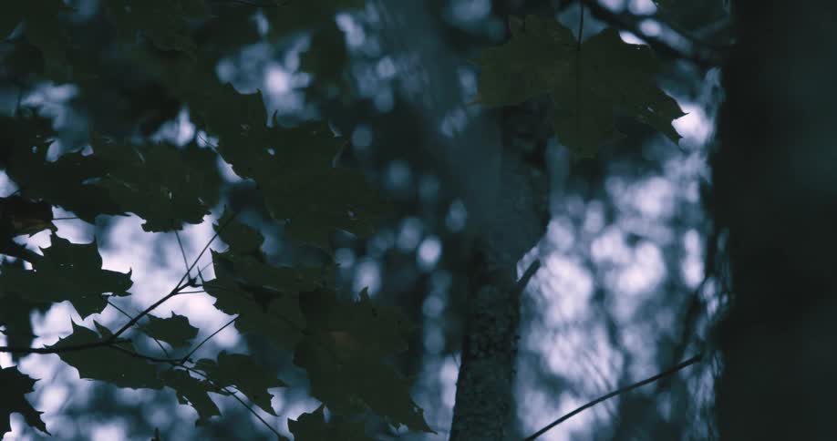 Close up of leaves on a tree outdoors during daytime