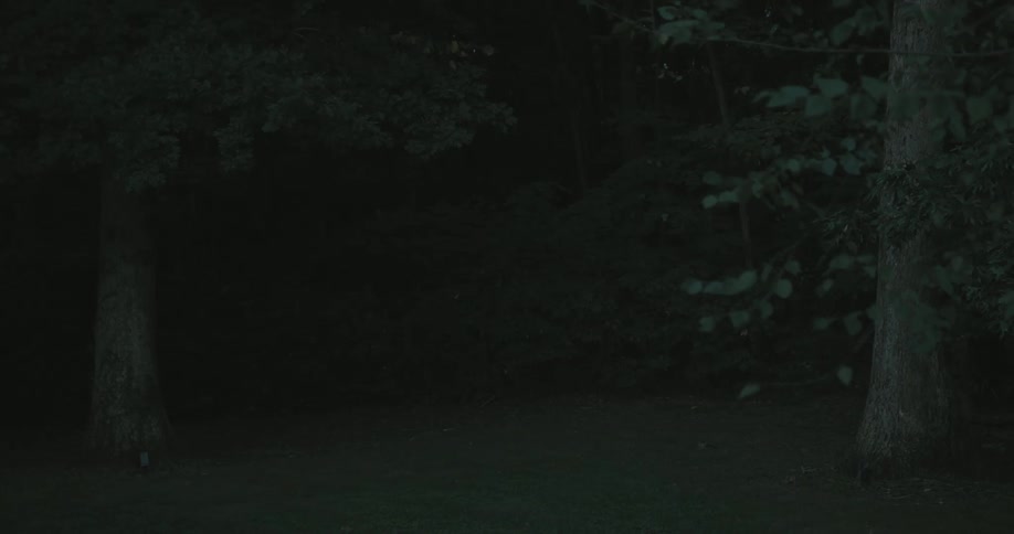 The woods are dark during the day
