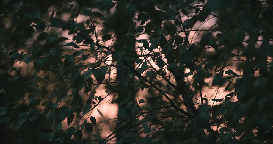 Close up of green leaves of a tree