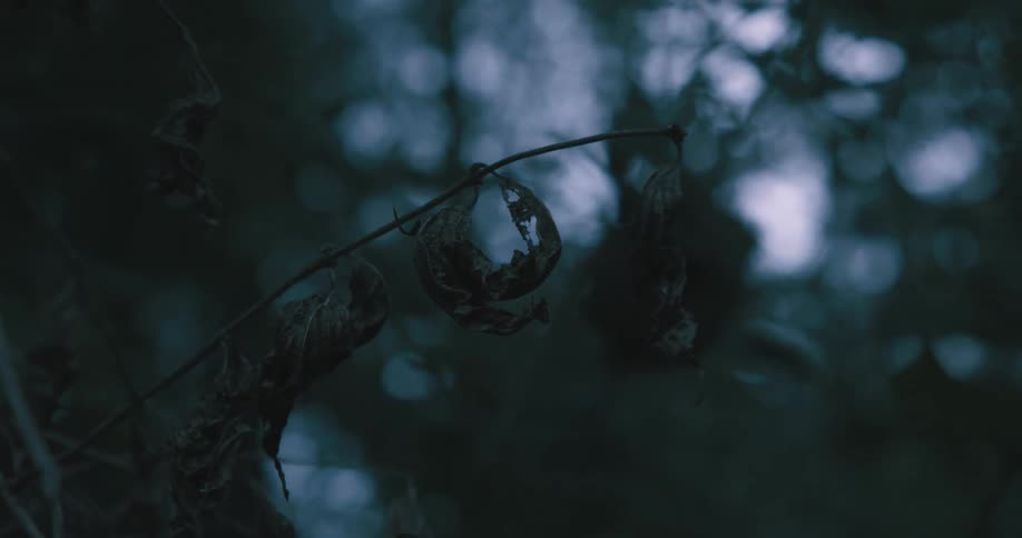 A closeup of a curled brittle leaf clings to a thin twig in a dim forest setting