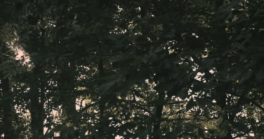 Sun reflection between trees
