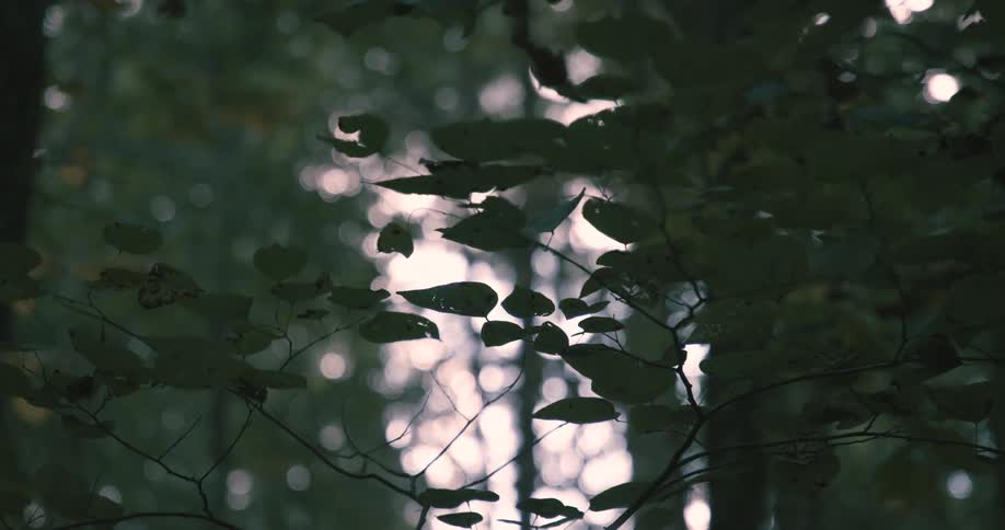 A forest view filled with trees at midday
