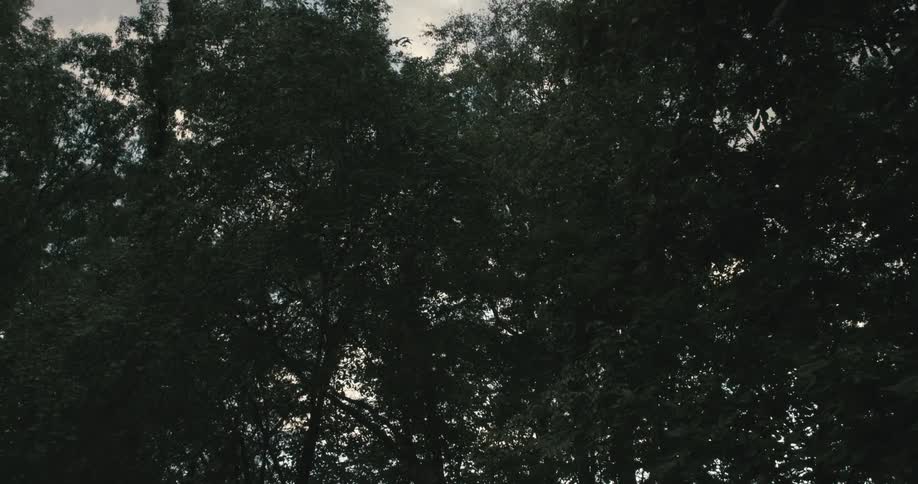 Greenish trees against a cloudy sky