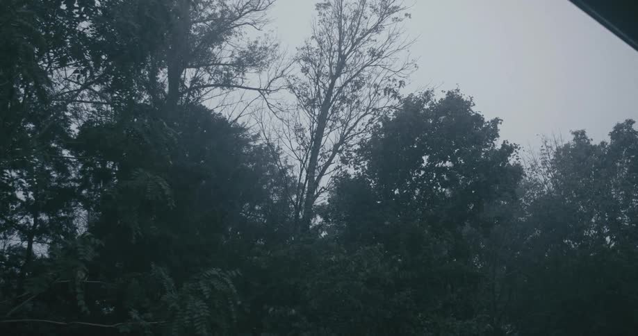 Rain falling on greenish trees