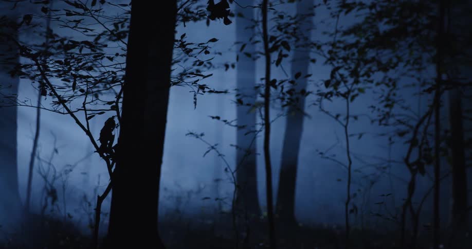 Forest at night fog
