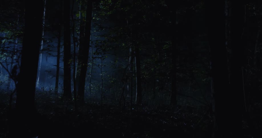 Faint blue light filters through dense vertical tree trunks in a misty forest under a dark canopy
