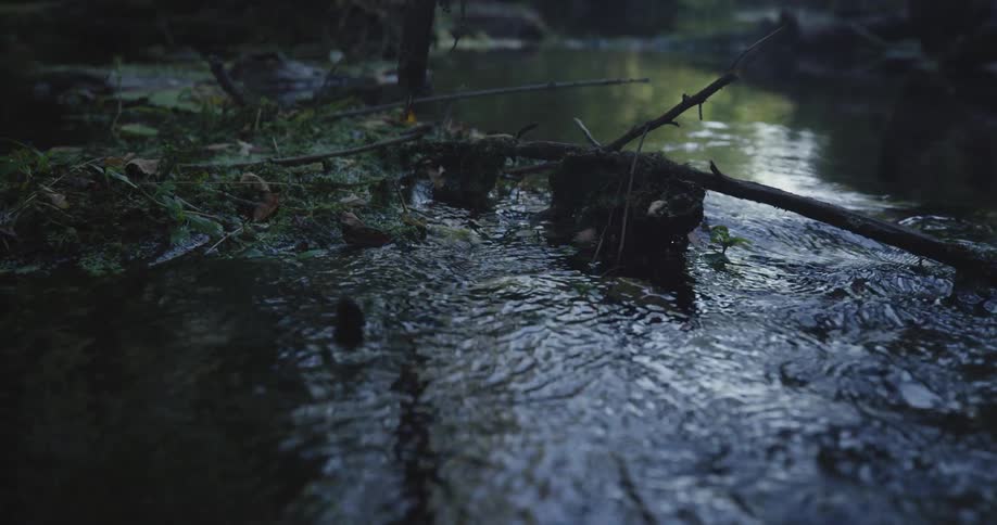 A river flows past a branch sticking into it