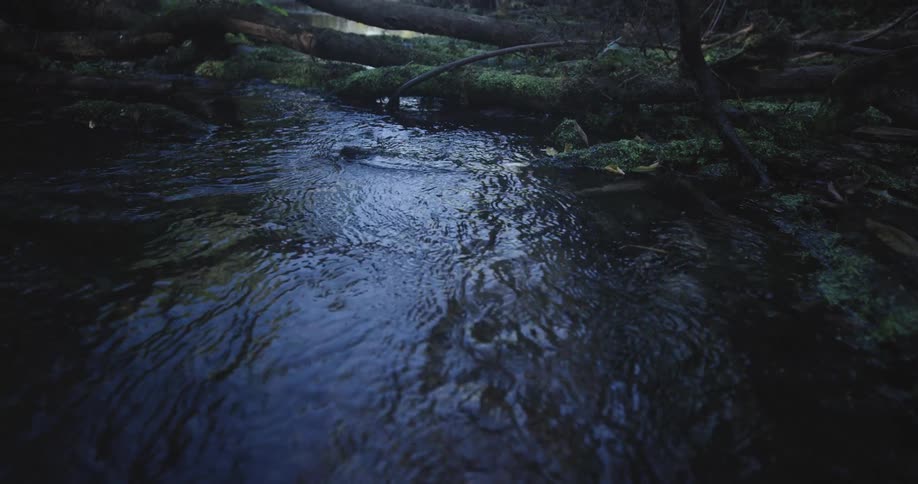 A fallen tree lies over a river
