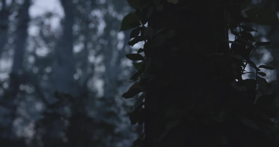 Ivy wraps around a tree trunk