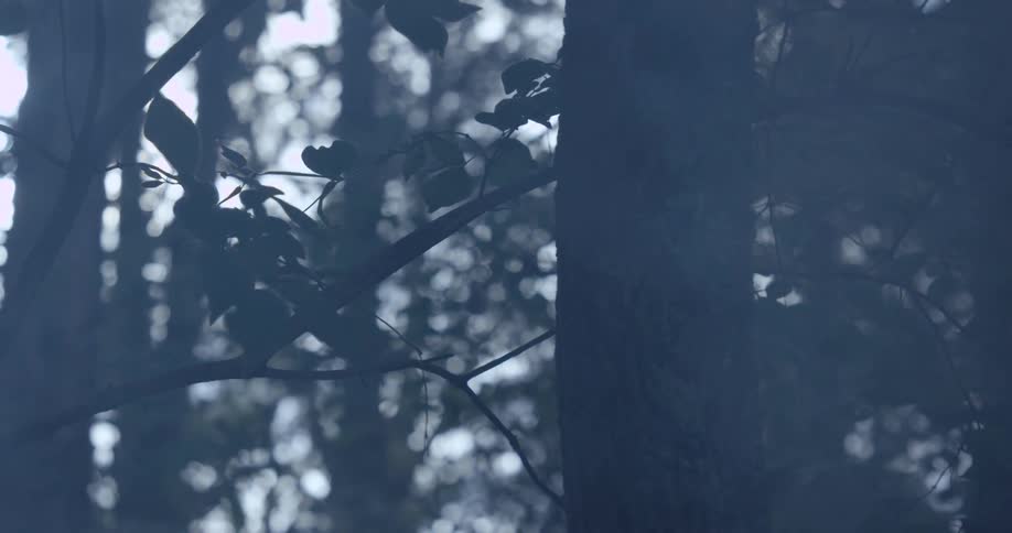 Thick fog between trees in a forest