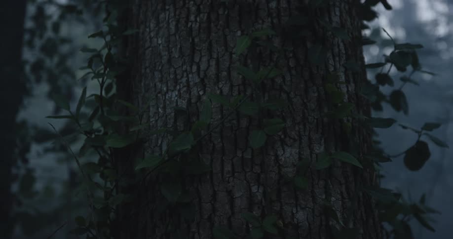 Ivy wraps around a tree trunk
