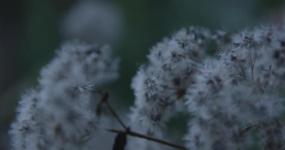 Closeup of white seed heads against a dark background