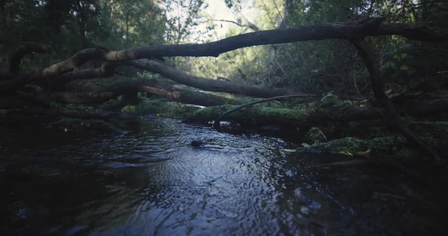 A fallen tree over a river