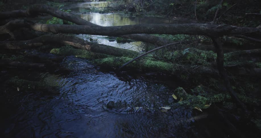 Creek with fallen branches flowing gently through the forest