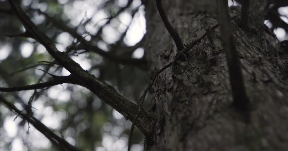 Closeup of a tree trunk with branches