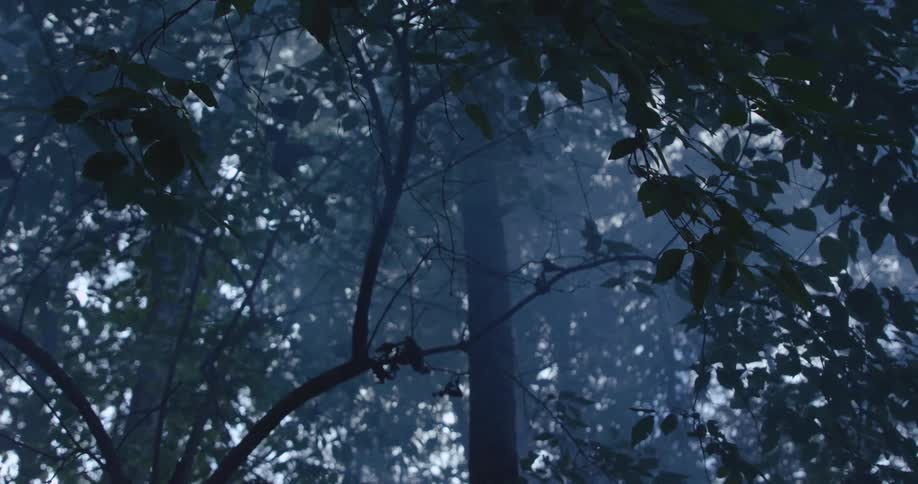 Sunlight pierces a misty forest canopy creating a moody scene