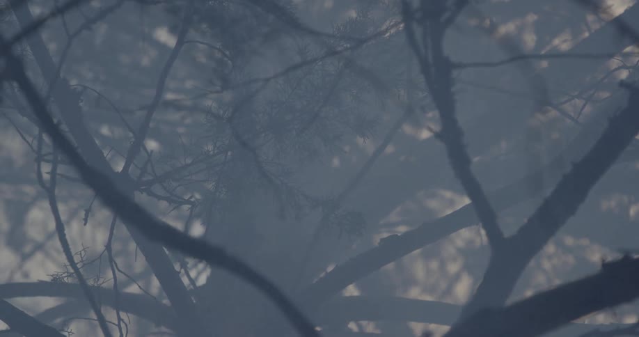 Haze lingers in a forest