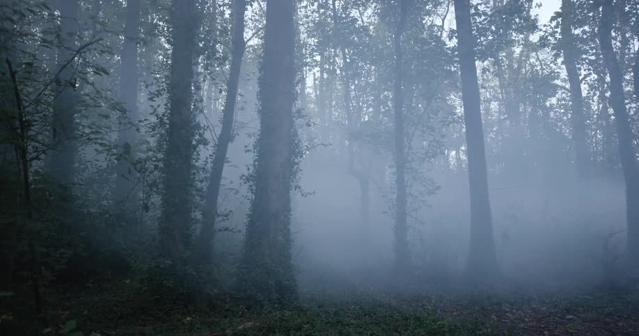 Thick eerie fog through the forest