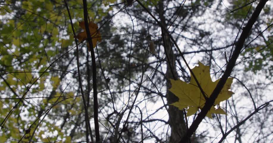 A yellow maple leaf clings to thin branches against a backdrop of tall forest trees and overcast sky