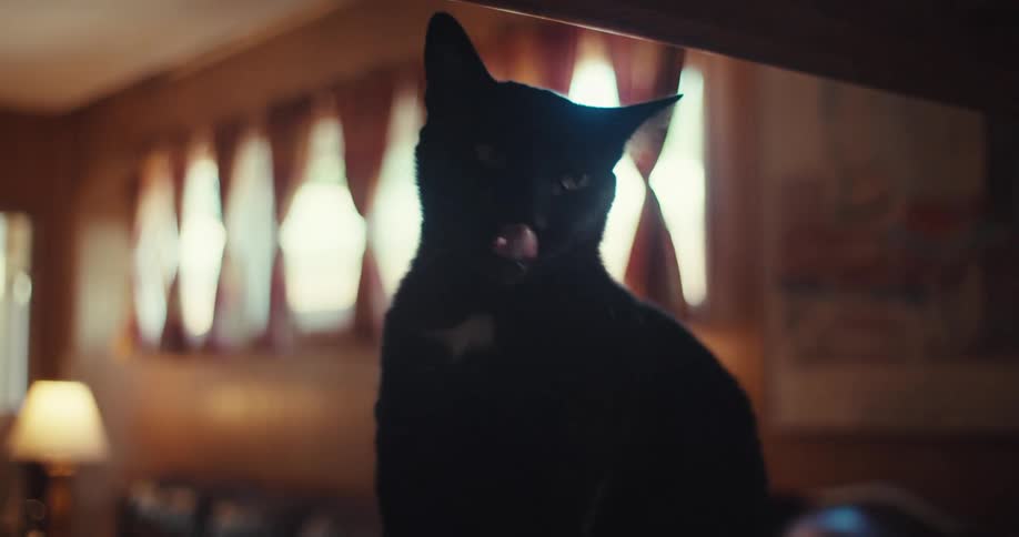 The black cat yawns