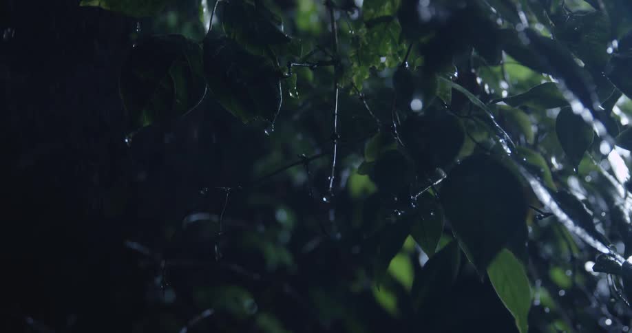 Rain falling at night between green leaves of a tree