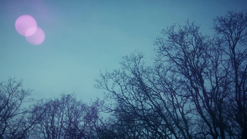 A woodland in the fall surrounded by leafless trees at sundown