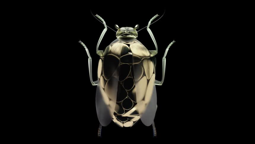 The gold insect flaps its wings