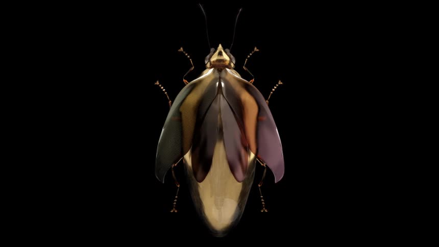 The insect is moving in the animation