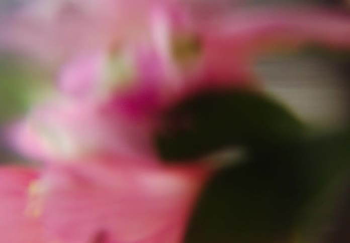 The pink flower falls