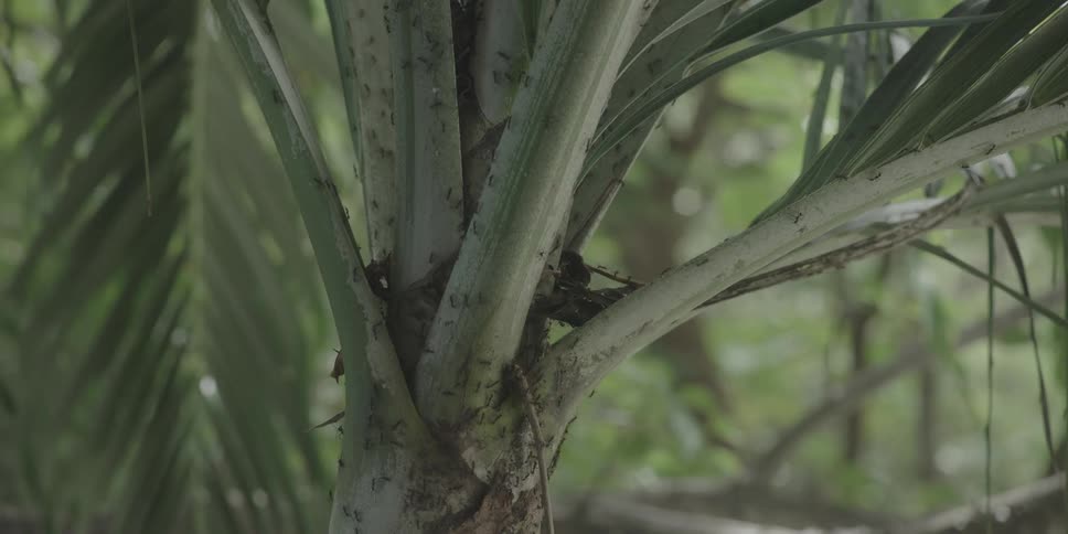 Thousands of ants walking on a tropical plant