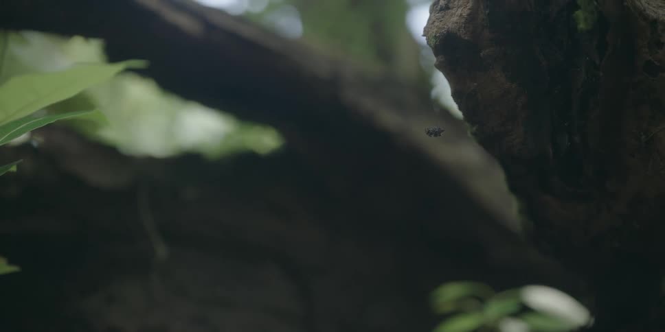 Spider in a web on a tree