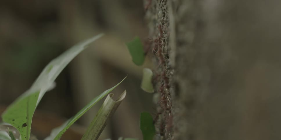 Closeup of ants carrying leaves