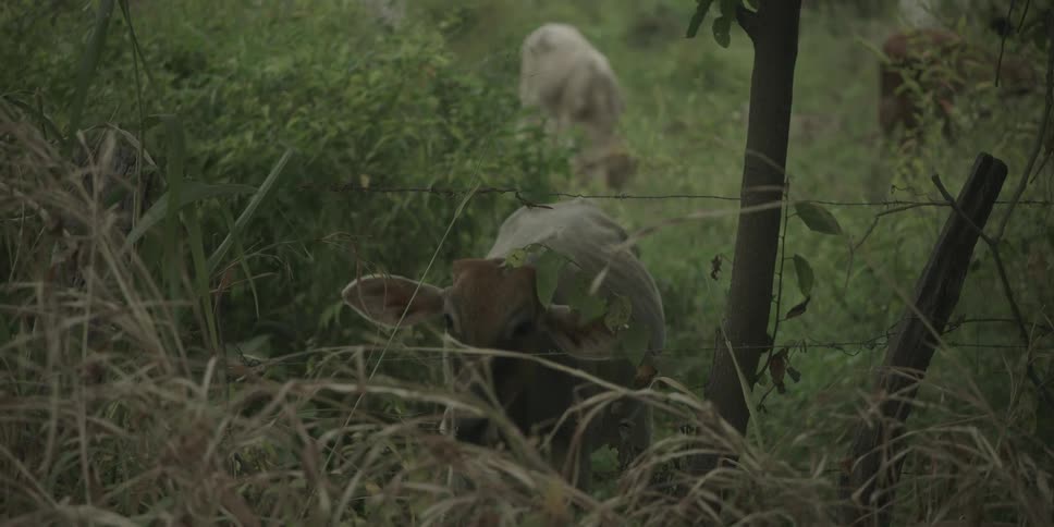 Cows grazing in a field