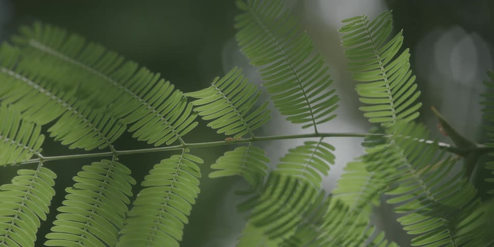 The green branch hangs from the tree
