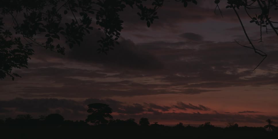 The sun sets on the forest