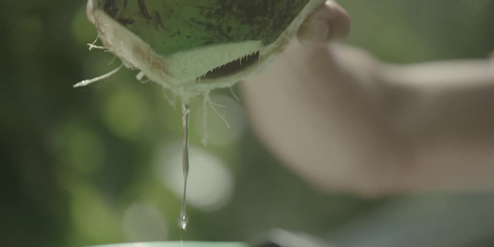 Water is drained out of a coconut