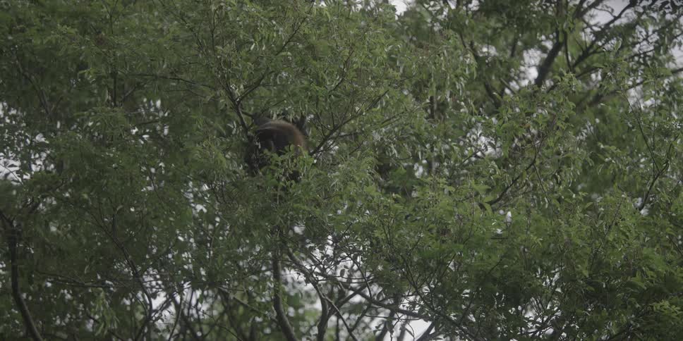 The monkey is sitting in the branches
