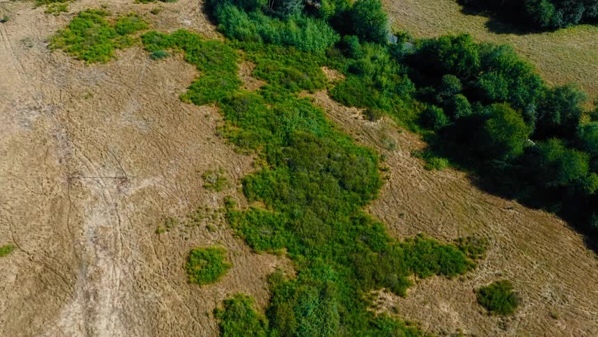 A bird hovering on top of a wooded area amidst reliefs is hunting