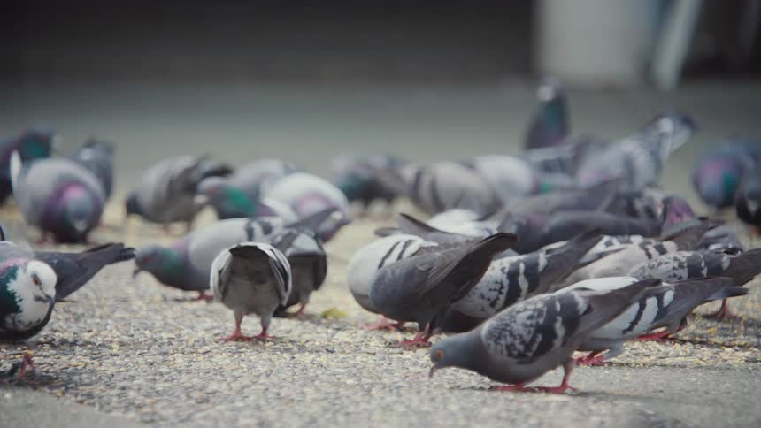 Several pigeons eating food on the street with people passing by